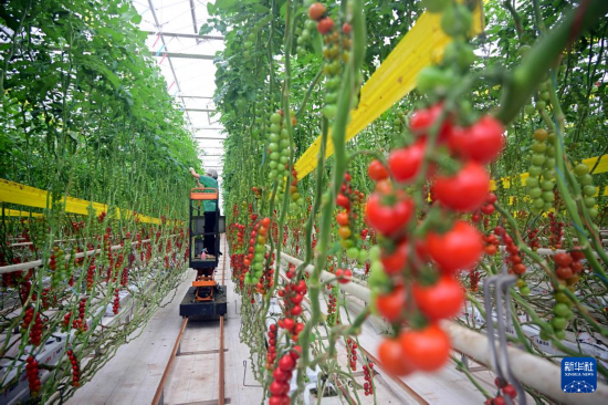 3月4日，在萊西市望城街道凱盛浩豐現代設施農業產業園，員工在采摘西紅柿。新華社記者李紫恒攝