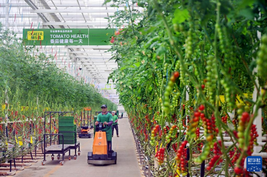 3月4日，在萊西市望城街道凱盛浩豐現代設施農業產業園，員工在智慧玻璃溫室內忙碌。該溫室采用國產超白減反無影玻璃，透光率高，可保證射入的自然光線得到充分利用。新華社記者李紫恒攝