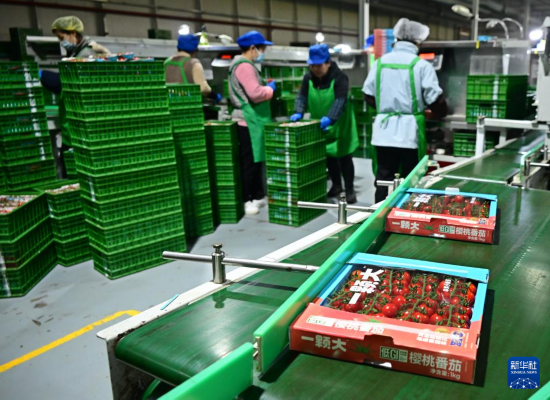 3月4日，在萊西市望城街道凱盛浩豐現代設施農業產業園，員工分裝精品西紅柿。新華社記者李紫恒攝
