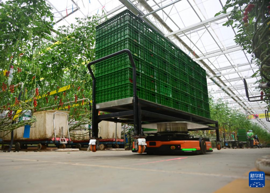 在萊西市望城街道凱盛浩豐現代設施農業產業園，AGV自主物流系統在運送采摘的農產品（3月4日攝）。 新華社記者李紫恒攝