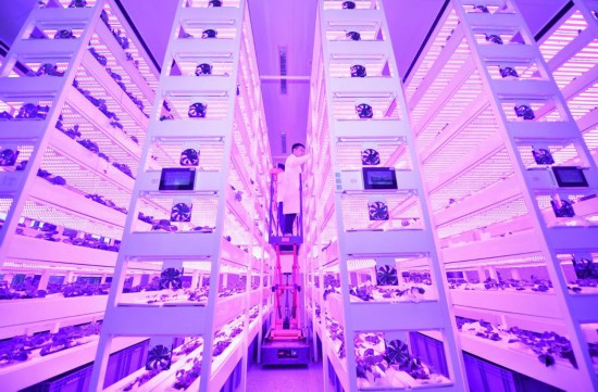 科技人員在中國農業科學院都市農業研究所智能植物工廠觀察農作物生長情況（2024年10月16日攝）。新華社記者 劉坤 攝