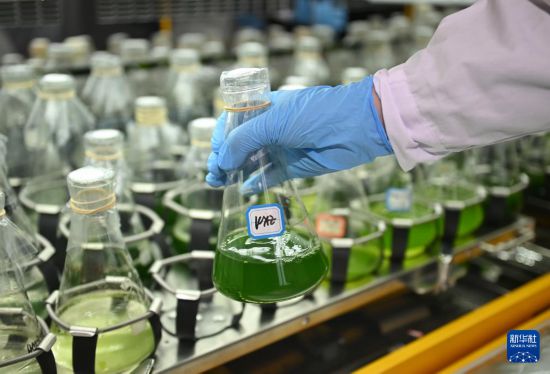 3月20日，在中國科學院成都生物研究所實驗室，合成微生物組與污水資源化創新團隊科研人員在觀察微藻擴培情況。 新華社記者 劉坤 攝