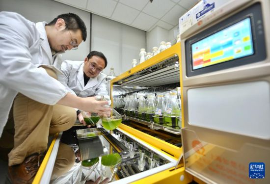 在中國科學院成都生物研究所實驗室，合成微生物組與污水資源化創新團隊科研人員在觀察重離子突變藻株生長情況（2021年12月6日攝）。  新華社記者 劉坤 攝