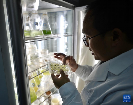 在中國科學院成都生物研究所實驗室，譚周亮在查看藻類培養情況（2021年12月6日攝）。新華社記者 劉坤 攝