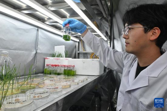  3月20日，在中國科學院成都生物研究所實驗室，合成微生物組與污水資源化創新團隊科研人員在查看微藻肥料促小麥出苗效果。  新華社記者 劉坤 攝