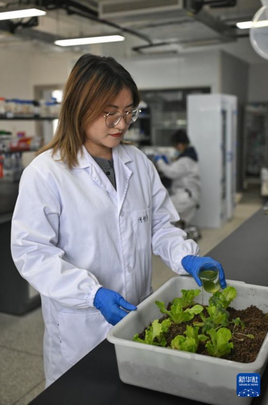 3月20日，在中國科學院成都生物研究所實驗室，合成微生物組與污水資源化創新團隊科研人員在用藻液對蔬菜施肥。新華社記者 劉坤 攝