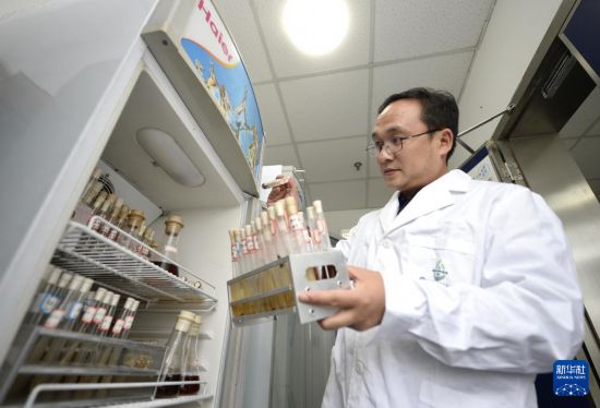  在中國科學院成都生物研究所實驗室，譚周亮在整理功能微生物菌種資源（2021年12月6日攝）。  新華社記者 劉坤 攝