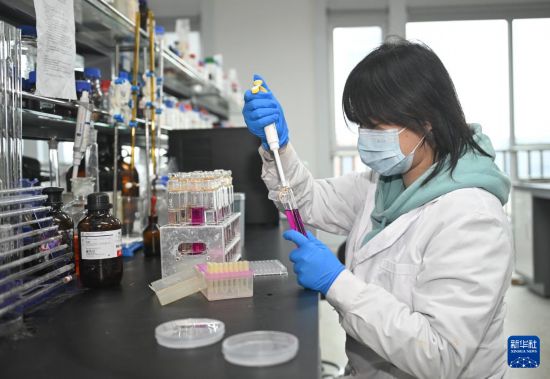  3月18日，在中國科學院成都生物研究所實驗室，合成微生物組與污水資源化創新團隊科研人員在做實驗。新華社記者 劉坤 攝