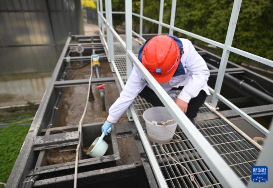 3月18日，在成都市大邑縣污水處理廠，合成微生物組與污水資源化創新團隊科研人員在收集實驗用生活污水。新華社記者 劉坤 攝