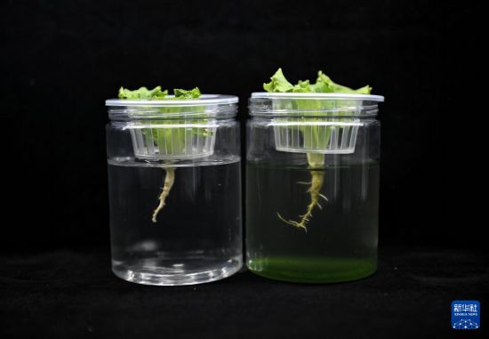  用藻液培養的蔬菜根系（右瓶）生長明顯優于用清水培養的根系（3月20日攝）。  新華社記者 劉坤 攝