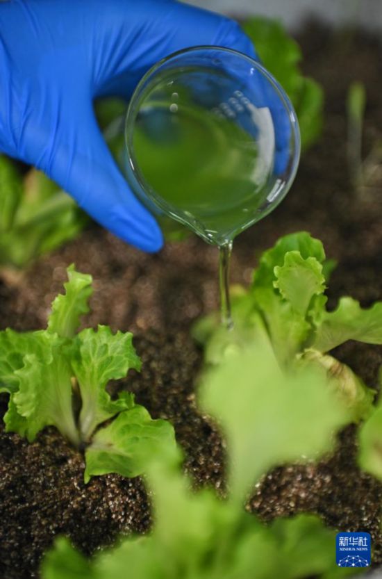  3月20日，在中國科學院成都生物研究所實驗室，合成微生物組與污水資源化創新團隊科研人員在用藻液對蔬菜施肥。 新華社記者 劉坤 攝