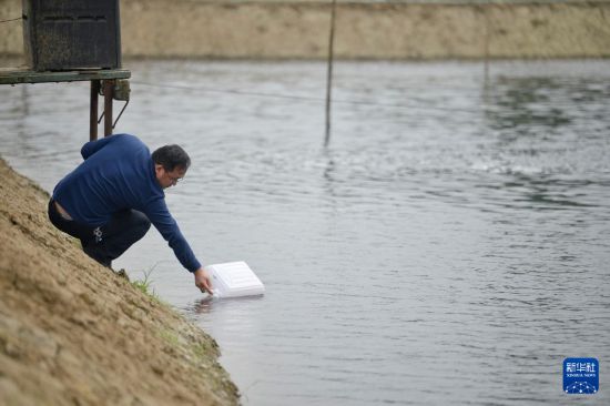 在四川省眉山市彭山區，譚周亮在一處水產養殖池塘中提取水樣（2022年4月13日攝）。  新華社記者 劉坤 攝