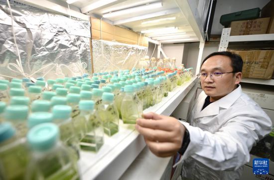 在中國科學院成都生物研究所實驗室，譚周亮在檢查重離子突變藻株選育結果（2021年12月6日攝）。新華社記者 劉坤 攝