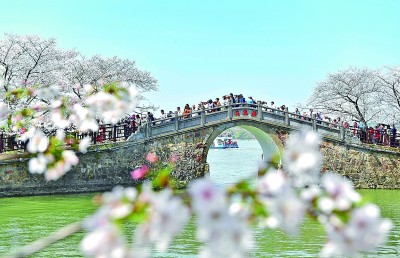 游客在江蘇無錫太湖黿頭渚景區賞櫻游玩。新華社發