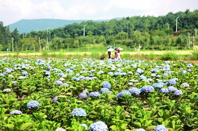 云南曲靖市馬龍區通泉街道土瓜沖村700余畝繡球花盛開。徐紅兵攝/光明圖片