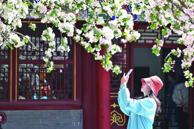 游客在河北正定縣榮國府景區內觀賞西府海棠花。梁子棟攝/光明圖片