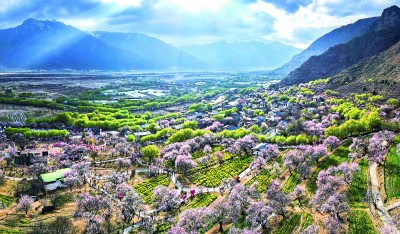 西藏林芝市巴宜區嘎拉村桃花競相盛開，吸引眾多游客前來賞花。新華社發