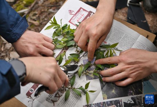 4月11日，胡君、羅垚在野外采集植物標本。新華社記者 劉坤 攝