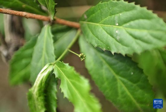 4月11日拍攝的花蕾期的成都衛矛。新華社記者 劉坤 攝