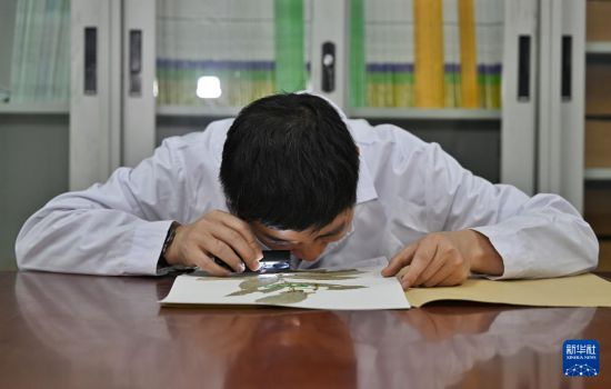 4月11日，在中國科學院成都生物研究所，胡君展示成都衛矛的標本。新華社記者 劉坤 攝