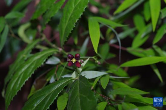 這是花期中的成都衛矛（資料照片）。（胡君攝）