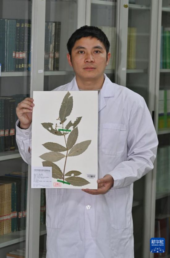 4月11日，在中國科學院成都生物研究所，胡君展示成都衛矛的標本。新華社記者 劉坤 攝