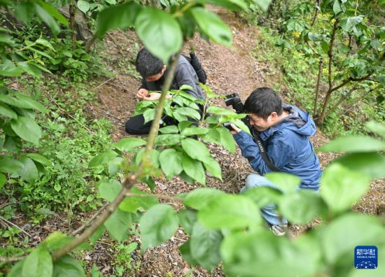 這是4月11日拍攝的成都衛矛。新華社記者 劉坤 攝