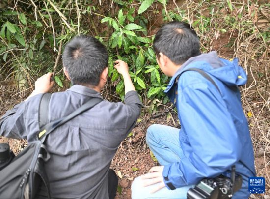4月11日，胡君、羅垚在野外采集植物標本。新華社記者 劉坤 攝