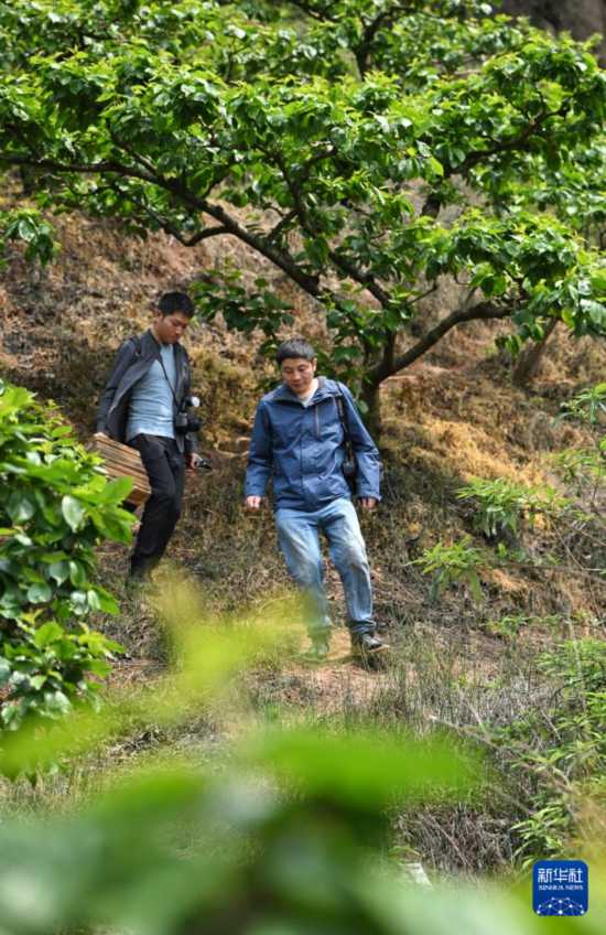 這是4月11日拍攝的成都衛矛。新華社記者 劉坤 攝