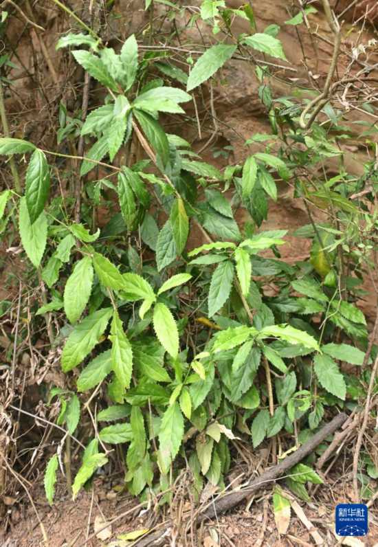 這是4月11日拍攝的成都衛矛。新華社記者 劉坤 攝