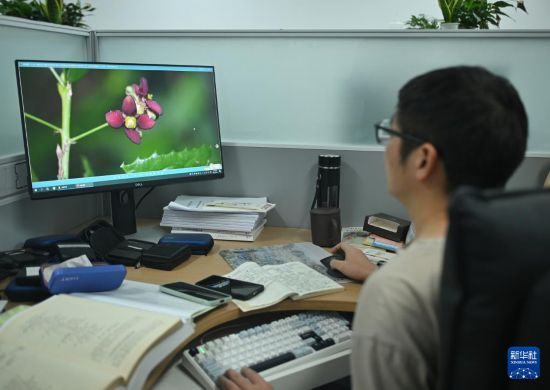 4月11日，在中國科學院成都生物研究所，胡君展示成都衛矛的標本。新華社記者 劉坤 攝