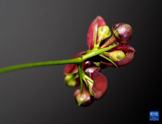 這是花期中的成都衛矛（資料照片）。（胡君攝）