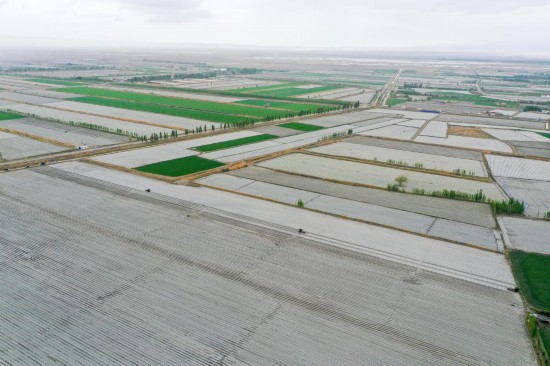 在新疆巴音郭楞蒙古自治州焉耆回族自治縣四十里城子鎮，農戶操作移栽機在農田里移栽番茄苗（4月26日攝，無人機照片）。新華社記者丁磊 攝