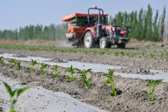 在新疆巴音郭楞蒙古自治州博湖縣本布圖鎮，農戶操作移栽機在農田里移栽辣椒苗（4月29日攝）。新華社記者丁磊 攝