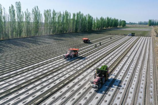 在新疆巴音郭楞蒙古自治州博湖縣本布圖鎮，農戶操作移栽機在農田里移栽辣椒苗（4月28日攝，無人機照片）。新華社記者丁磊 攝