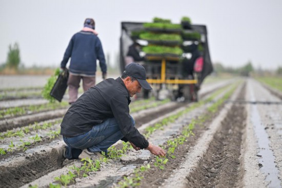 在新疆巴音郭楞蒙古自治州焉耆回族自治縣四十里城子鎮，農戶檢查栽苗效果（4月26日攝）。新華社記者丁磊 攝