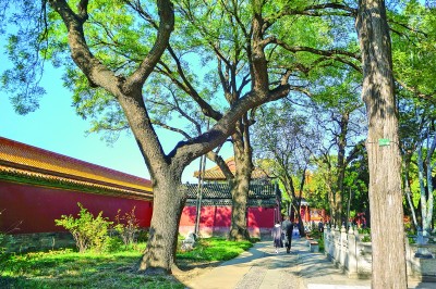 故宮的古樹。馬嬡馨攝/光明圖片