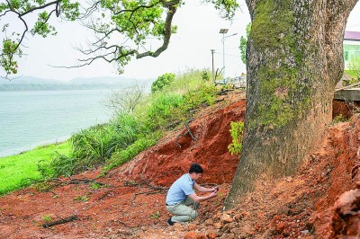 中南林業科技大學副教授吳磊在湖南衡山縣長江鎮新源村古樹救治現場檢查古樹根系。新華社發