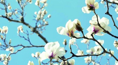 北京頤和園古玉蘭。徐鵬攝/光明圖片