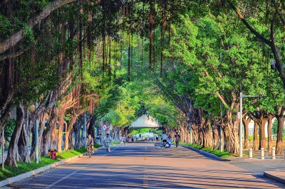 中山大學校園內，師生行走在古樹下。黃新宏攝/光明圖片