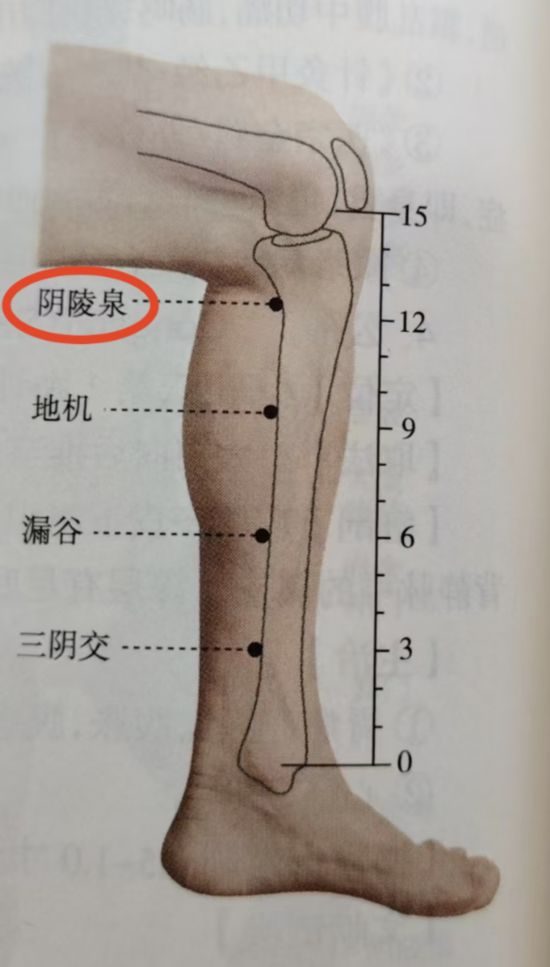 圖中標紅為陰陵泉穴。（受訪者供圖）