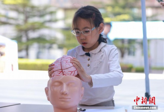 圖為小學生在學習組裝人腦模型。中新社記者 賈天勇 攝