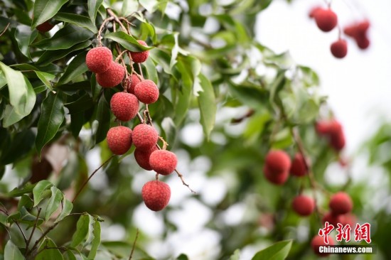 資料圖 中新社記者 田雨昊 攝