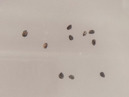 這是寶墩遺址展館內陳列的約有4500年歷史的碳化稻谷。（攝于2022年9月23日）新華社記者 李倩薇 攝