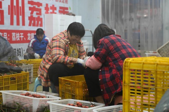 6月18日，果農在廣東茂名高州的一個冷庫中打包荔枝。新華社記者 肖恩楠 攝