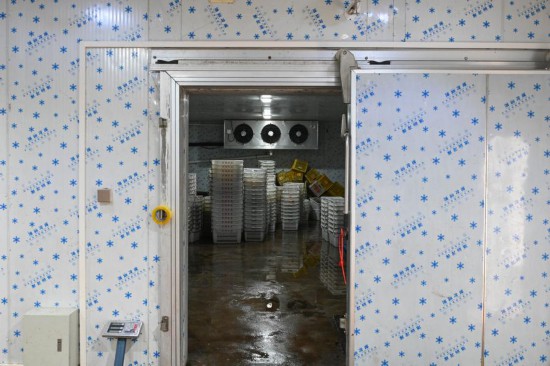 這是6月18日在廣東茂名高州拍攝的荔枝預冷庫。新華社記者 肖恩楠 攝