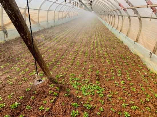 滇池流域現代化灌區蔬菜大棚的噴灌設備正在澆灌菜苗。新華社記者熊軒昂 攝