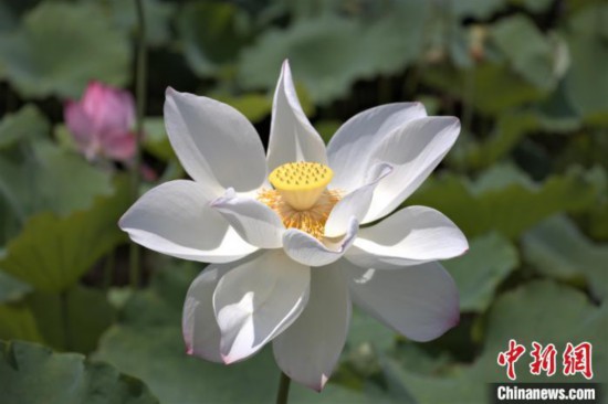 資料圖：盛開的荷花呈現出夏日的美景。 熊錦陽 攝