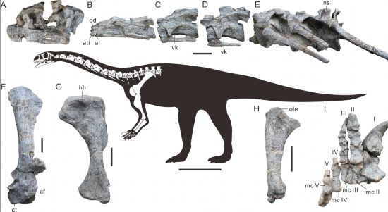吳氏武定龍主要保存的骨骼化石。（中國科學院古脊椎動物與古人類研究所供圖）