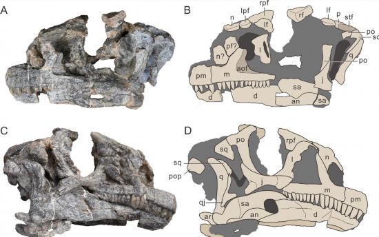 吳氏武定龍的頭部骨骼照片及線描圖。（中國科學院古脊椎動物與古人類研究所供圖）